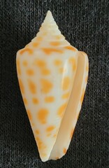Conus spurius