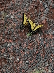 Papilio multicaudata multicaudata