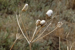 Prangos trifida