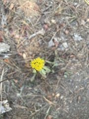 Solidago spathulata