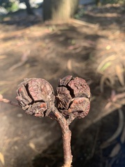 Cupressus