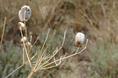 Prangos trifida