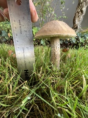 Leccinum scabrum