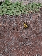 Papilio multicaudata multicaudata