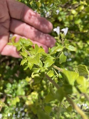 Clinopodium nepeta