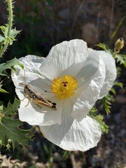 Argemone pleiacantha