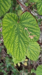Cosmopterix zieglerella