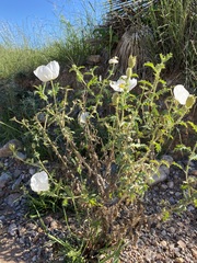 Argemone pleiacantha