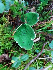 Peltigera aphthosa