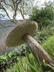 Leccinum scabrum