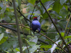 Chiroxiphia lanceolata