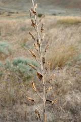 Consolida orientalis