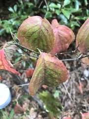 Viburnum rufidulum