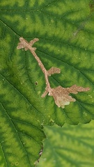 Cosmopterix zieglerella