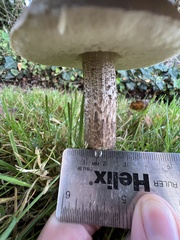 Leccinum scabrum