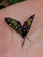 Chrysocale principalis