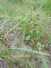 Juncus alpinoarticulatus