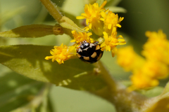 Coccinula quatuordecimpustulata