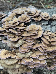 Trichaptum biforme