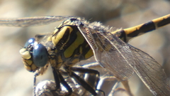 Onychogomphus uncatus