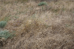 Consolida orientalis