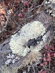 Flavopunctelia flaventior