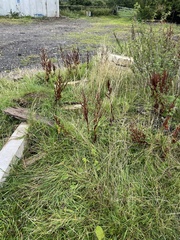 Rumex conglomeratus