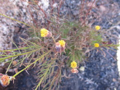 Erigeron petrophilus