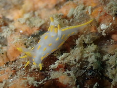 Polycera quadrilineata