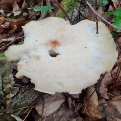 Polyporus