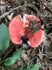 Russula emetica