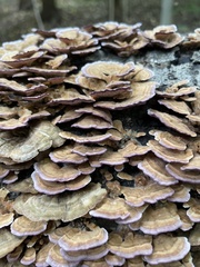 Trichaptum biforme