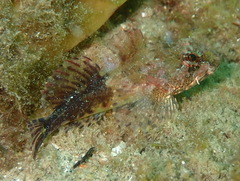 Taurulus bubalis