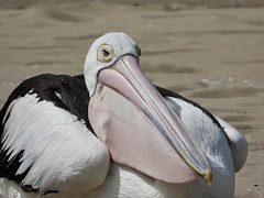 Pelecanus conspicillatus