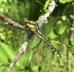 Gomphus vulgatissimus