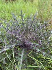 Cirsium horridulum