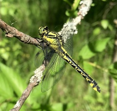 Gomphus vulgatissimus