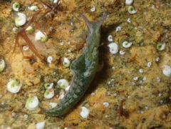 Elysia viridis