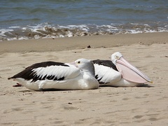 Pelecanus conspicillatus