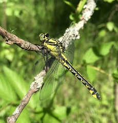 Gomphus vulgatissimus