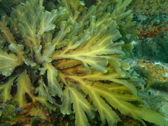 Fucus serratus