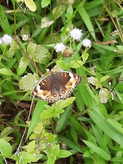 Junonia orithya