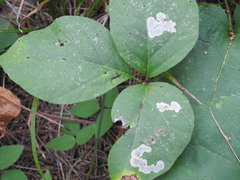 Cameraria guttifinitella