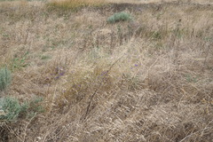 Consolida orientalis