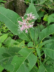 Eutrochium purpureum