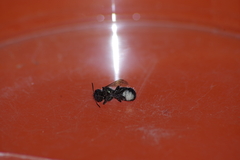 Osmia