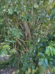 Ficus aurea