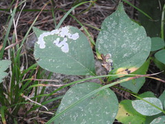 Cameraria guttifinitella
