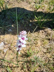 Wurmbea stricta