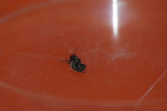 Osmia